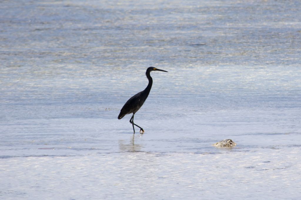 Airone del Madagascar: Egretta dimorpha